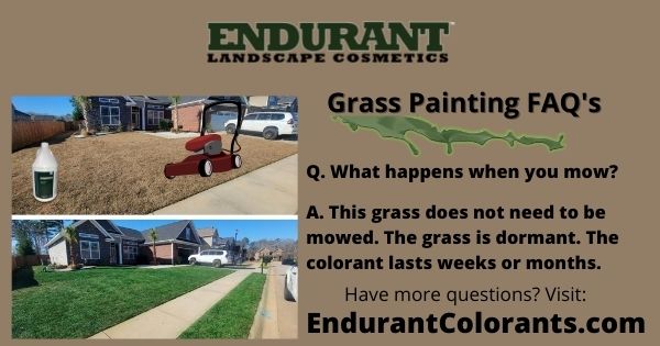 What happens when you mow grass paint? The colorant lasts weeks or months because the grass is dormant and isn't mowed. 